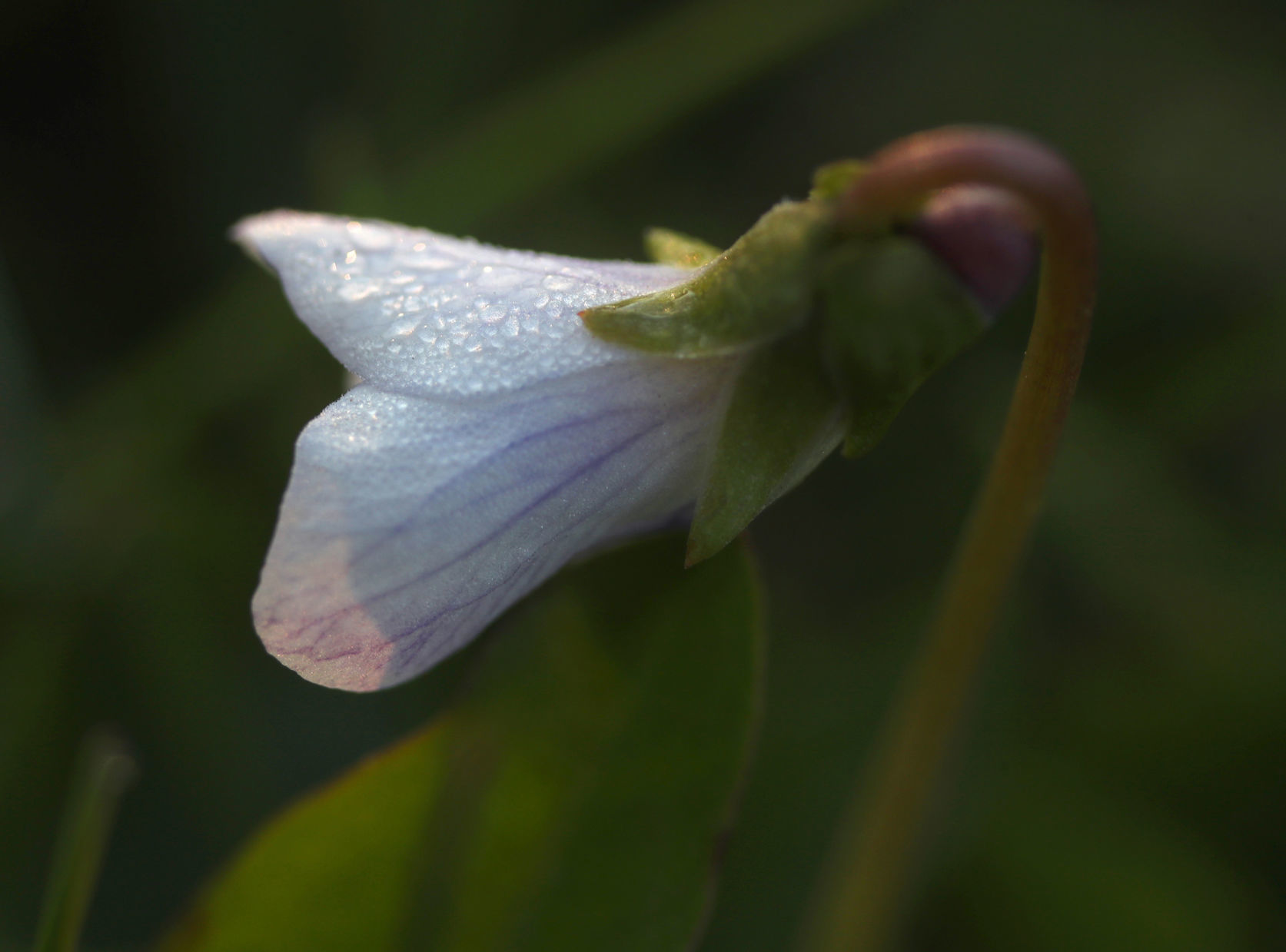 042720bp-violet-dew